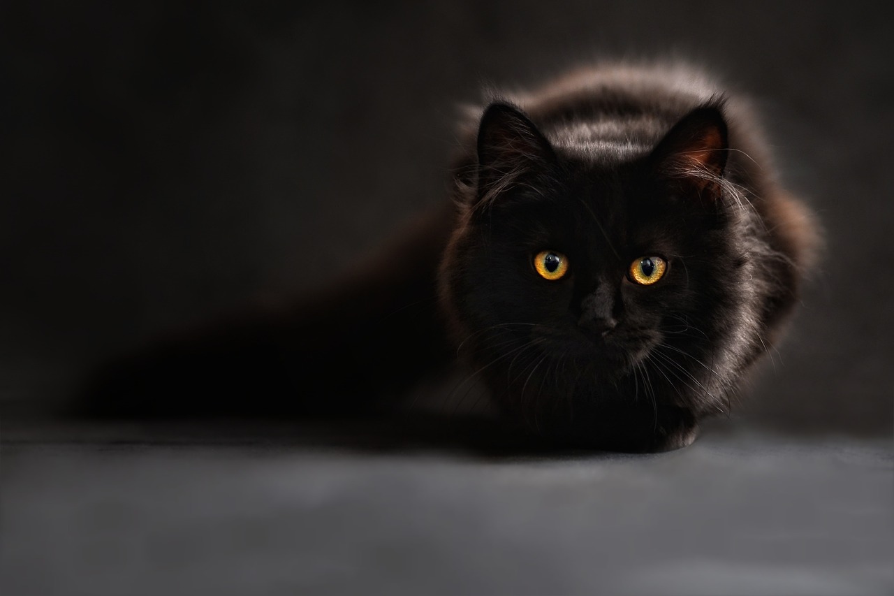 Najmniejsze rasy kotów – idealne dla osób mieszkających w małych przestrzeniach