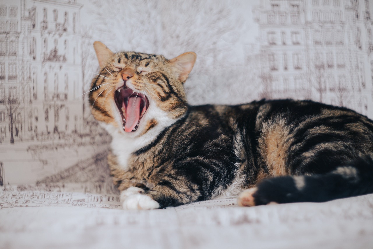 Jak pomóc kotu w radzeniu sobie z lękiem przed hałasem – porady na czas szumów
