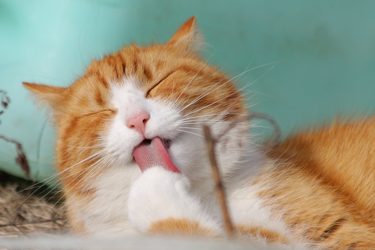 Jak nauczyć kota korzystać z kuwety – skuteczne metody szkolenia