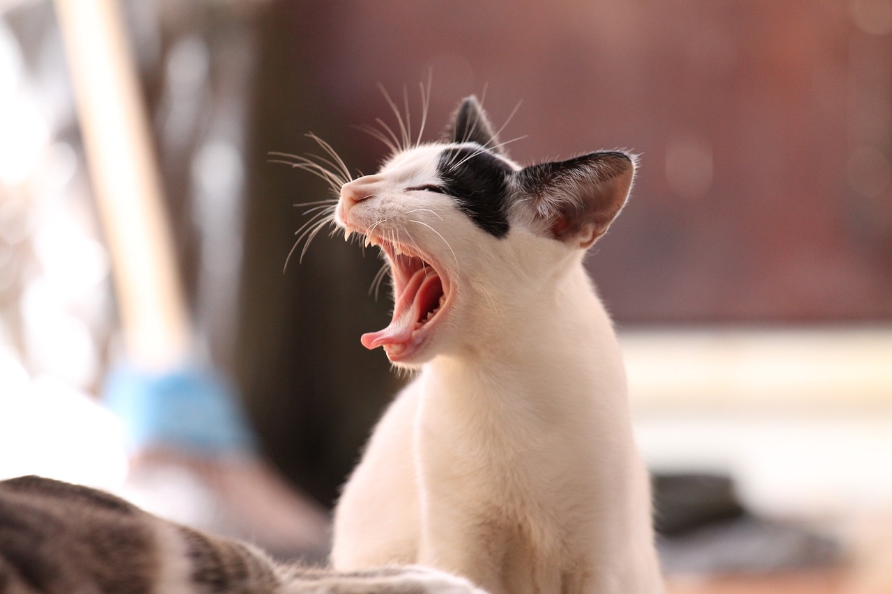 Najpopularniejsze rasy kotów dla alergików – czworonogi bez alergenów