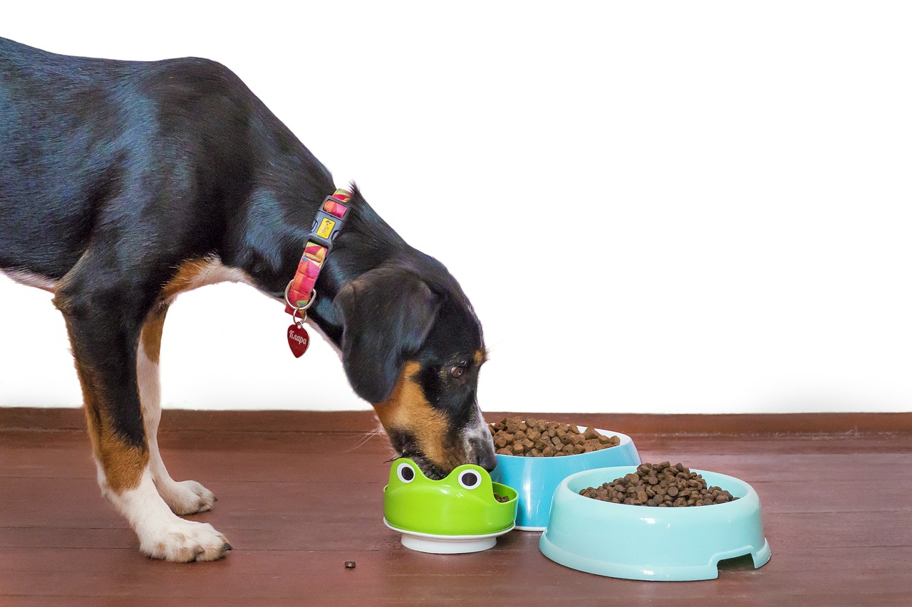 Łatwe przepisy na jedzenie dla psów