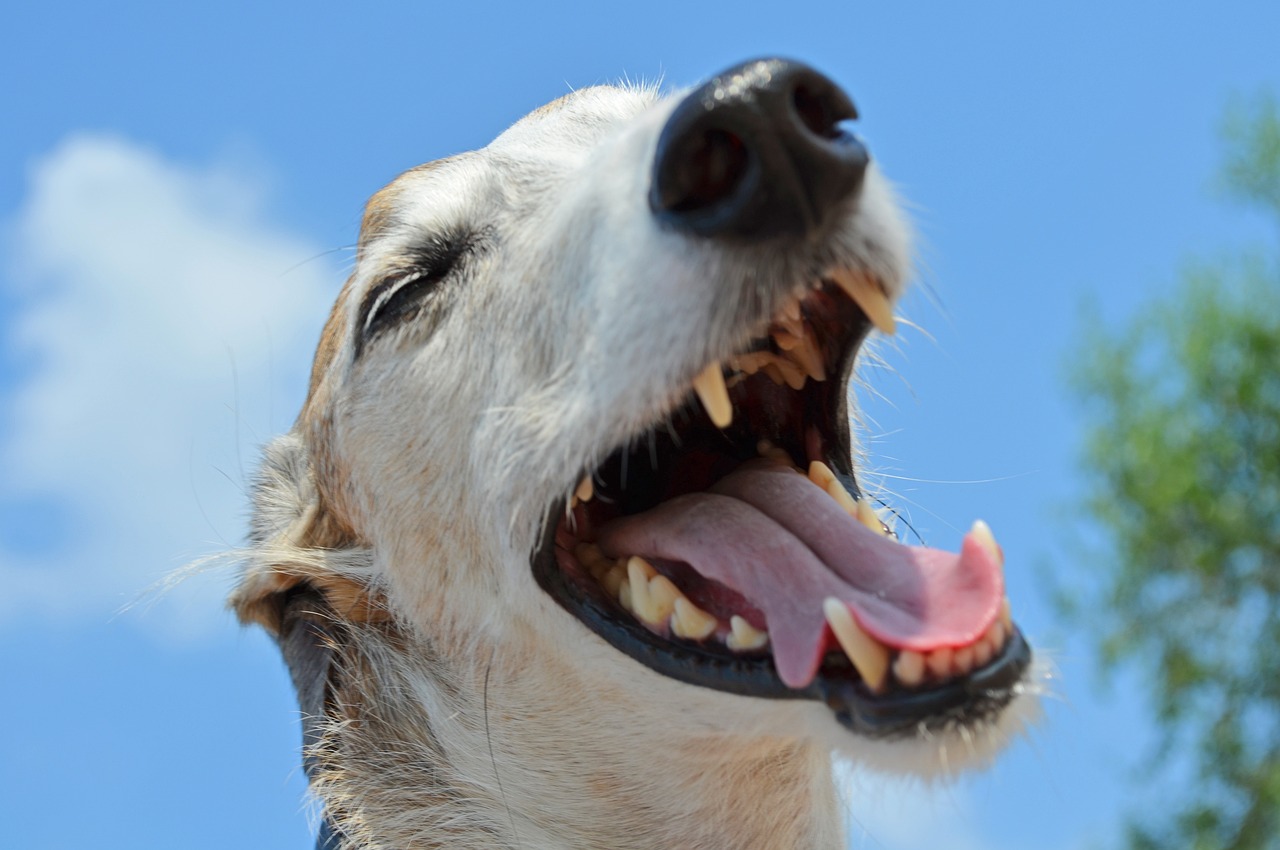 Jakie są Top 5 Recenzje pasty do zębów dla psów?