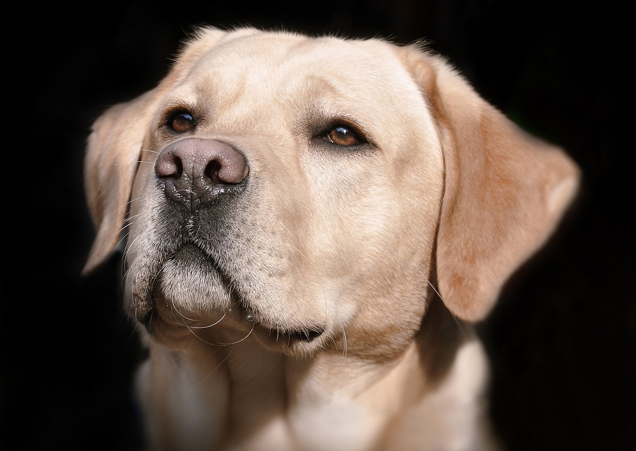 Jak zadbać o zdrowie psa – porady weterynaryjne dla właścicieli