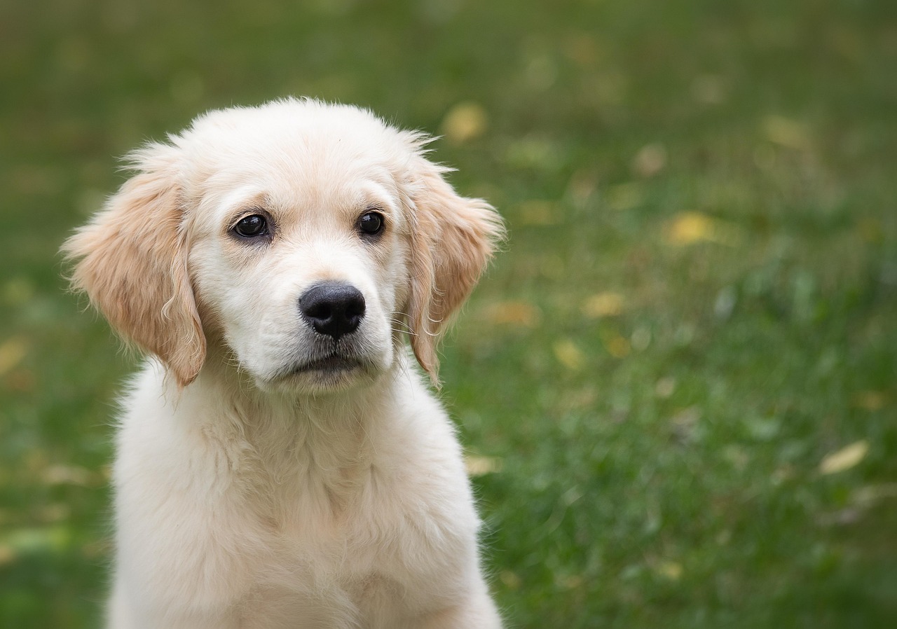 Jak nauczyć psa aportować: zabawy i trening dla posłusznego psa