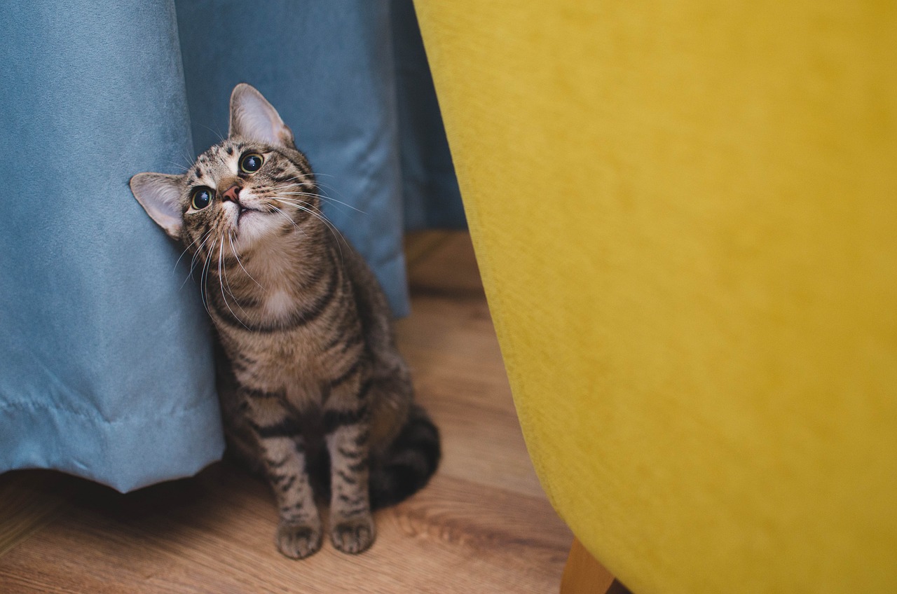 Jak pomóc kotu w radzeniu sobie z lękiem separacyjnym – porady dla właścicieli