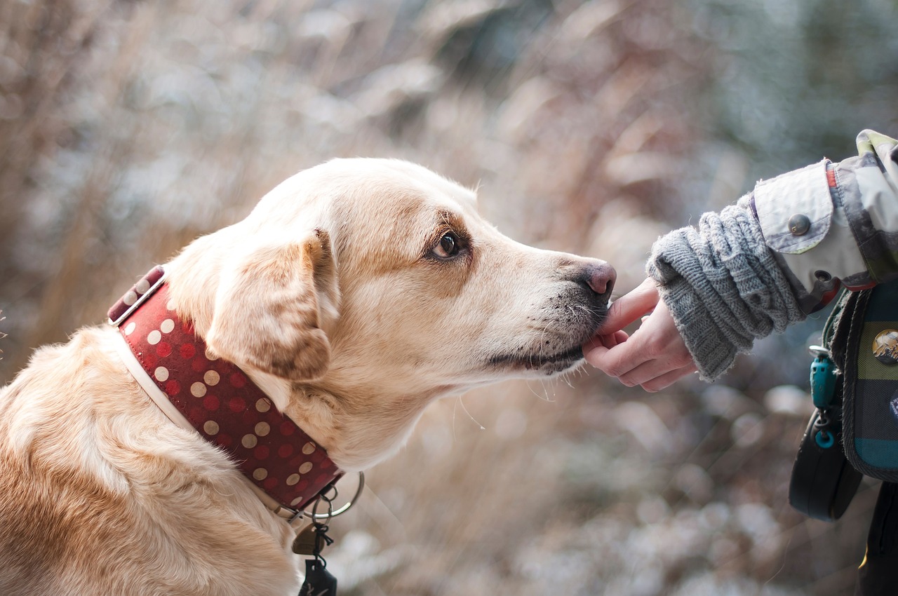Pies a alergie – minimalizowanie objawów alergii u właścicieli psów