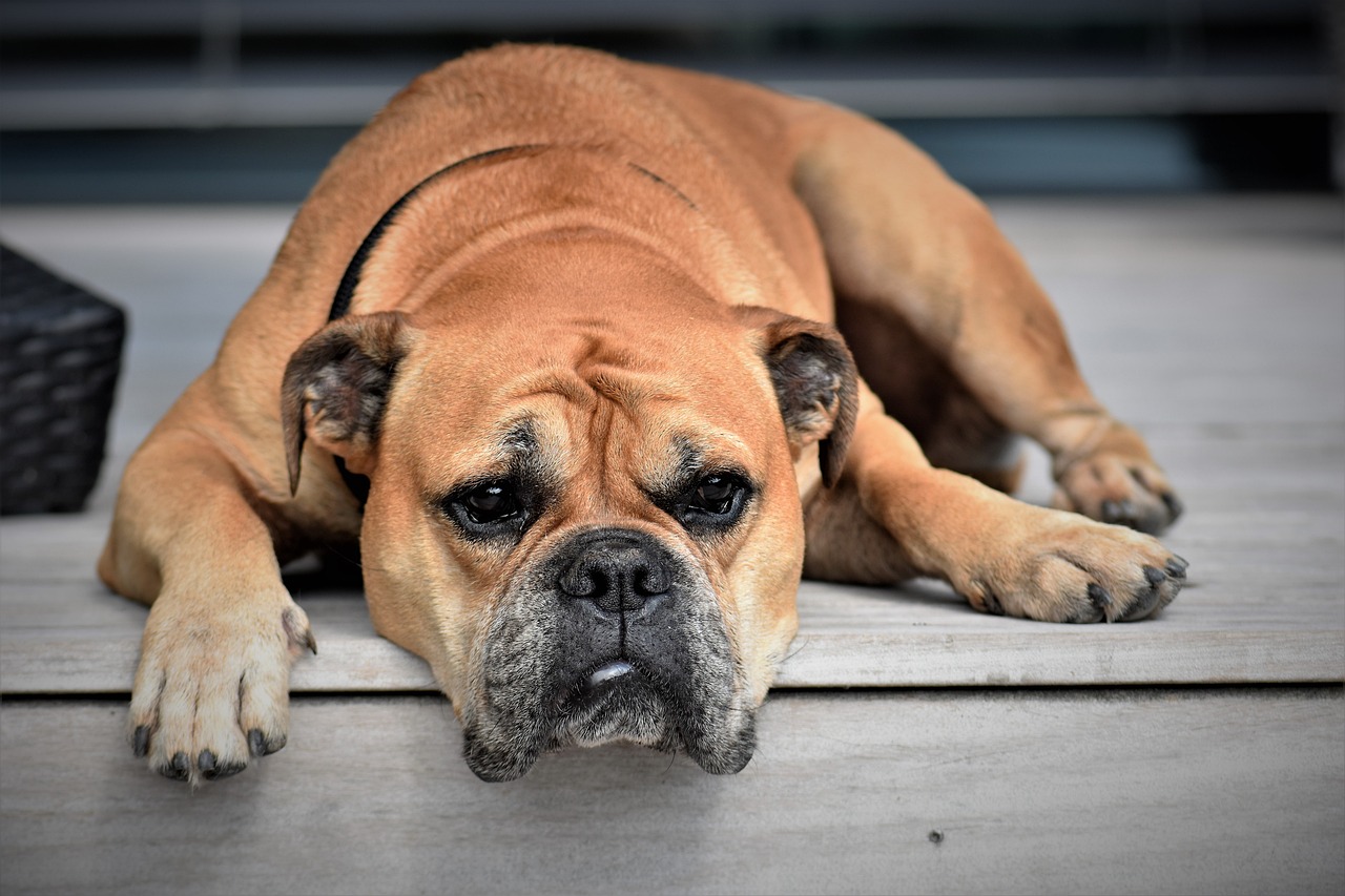 Jak zadbać o zdrowie psa seniora – porady dla właścicieli starszych psów
