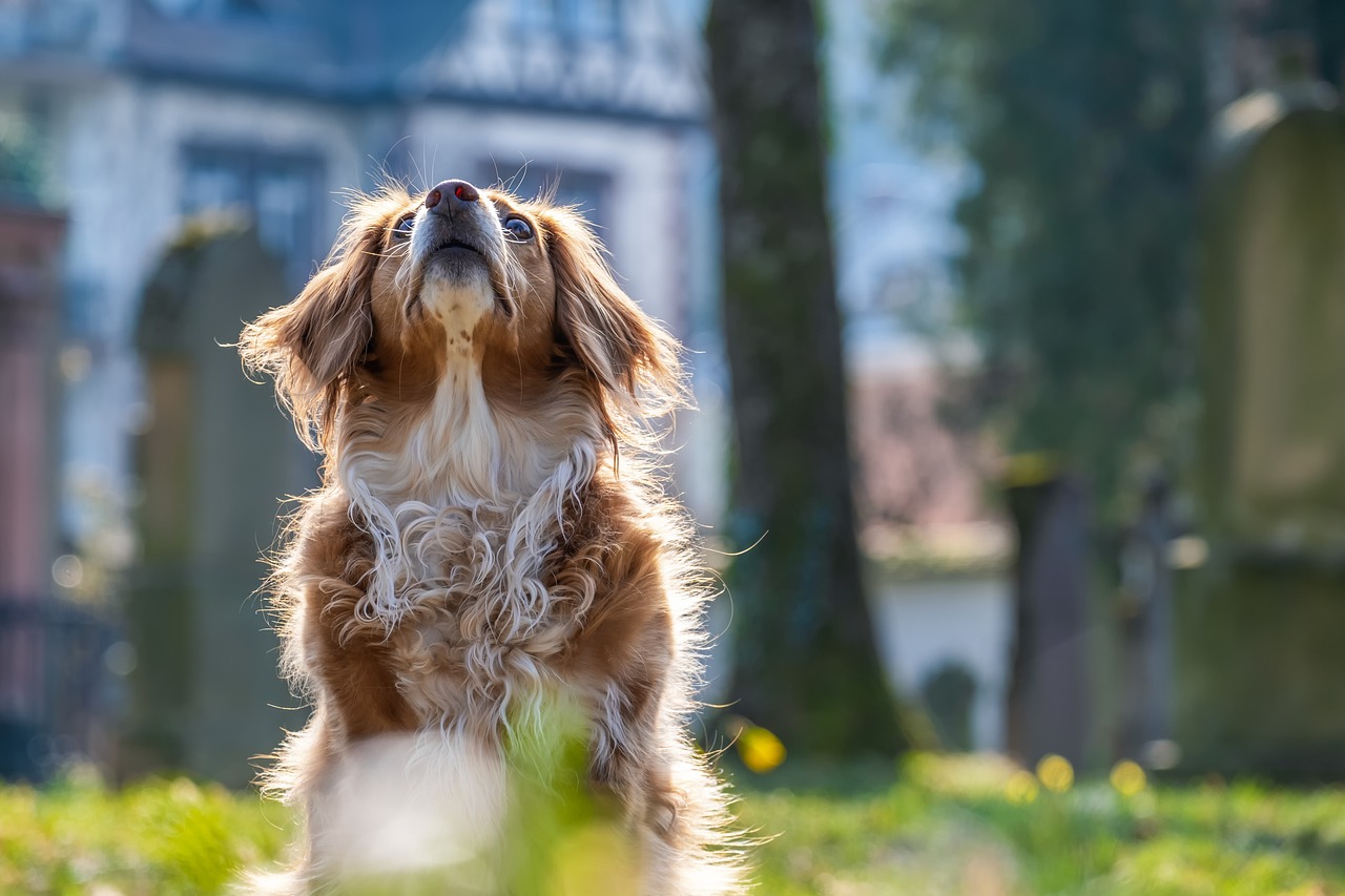Przewodnik przetrwania właściciela psa – Ostateczny przewodnik szkolenia psów