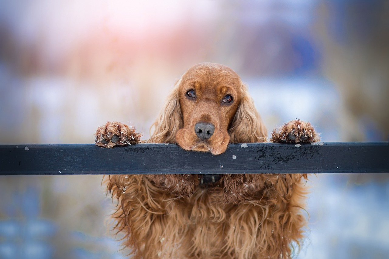 Jak pomóc psu w radzeniu sobie z separacyjnym lękiem – porady dla właścicieli