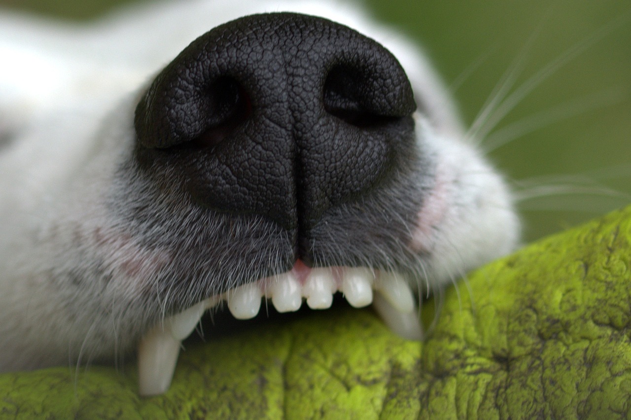 Najlepsze rasy psów dla domów z ogrodem – czworonogi dla przestrzeni